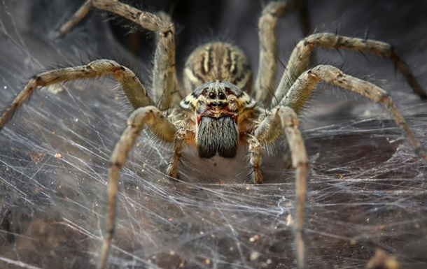 Австралієць, кричачи на павука, шокував сусідів