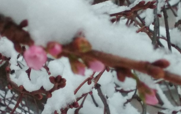 У Мукачеві під снігом розквітла сакура