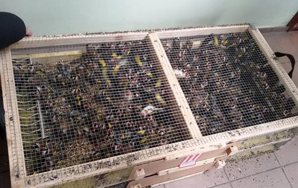 У Борисполі вилучили 1600 контрабандних щигликів