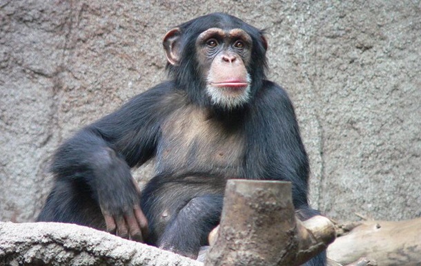 В Швейцарии разрешили референдум о наделении шимпанзе правами человека