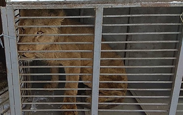 Із зоопарку на Донбасі забрали виснаженого лева