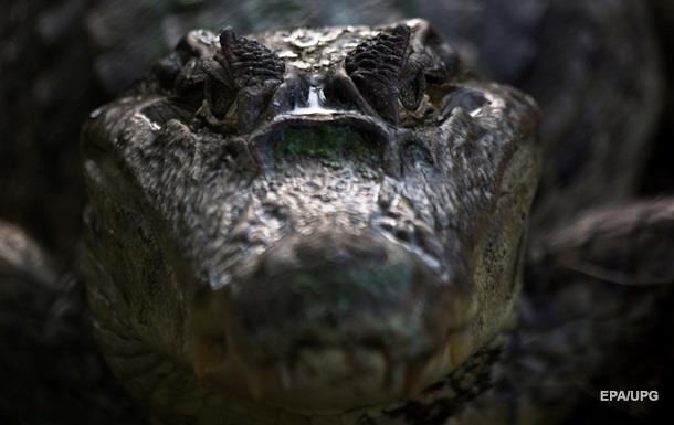 Батько вкусив крокодила, щоб врятувати з його пащі сина
