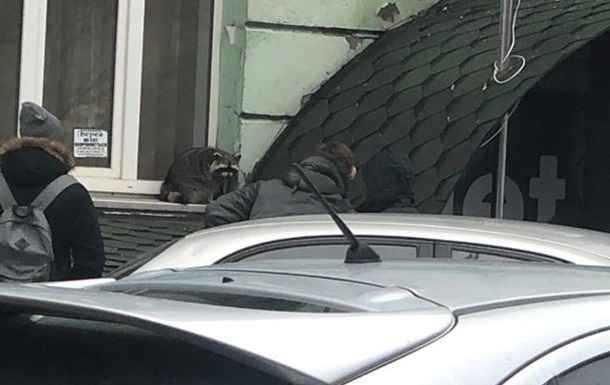 У центрі Києва на вулиці помітили єнота