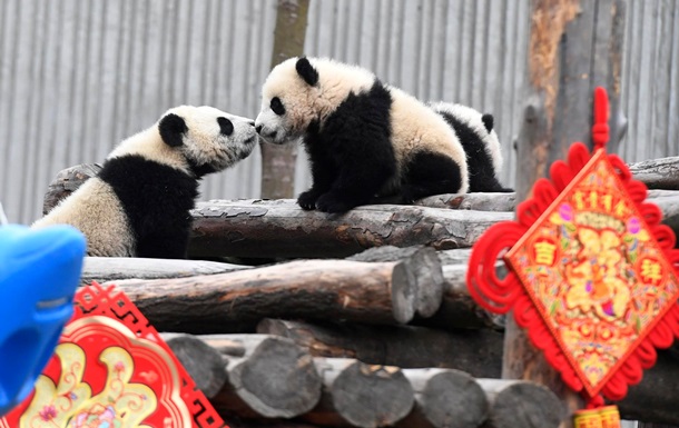 Маленькие панды отметили китайский Новый год