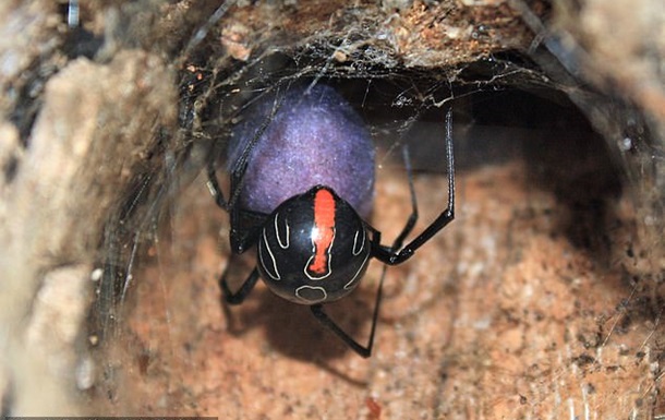 Учені знайшли найбільш смертельного павука
