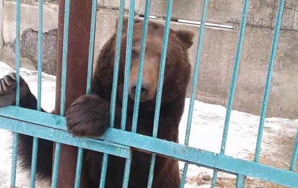 Из частного зоопарка на Донбассе забрали пять медведей