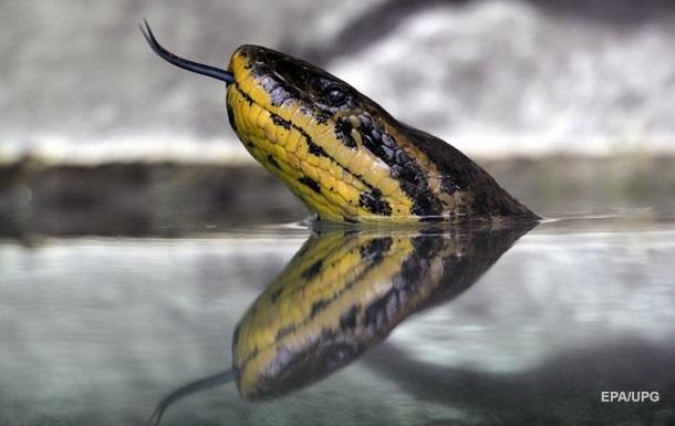 Ученые выяснили, как змеи лишились конечностей