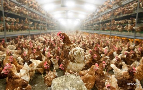 Десятки тысяч цыплят сгорели на птицеферме в Японии