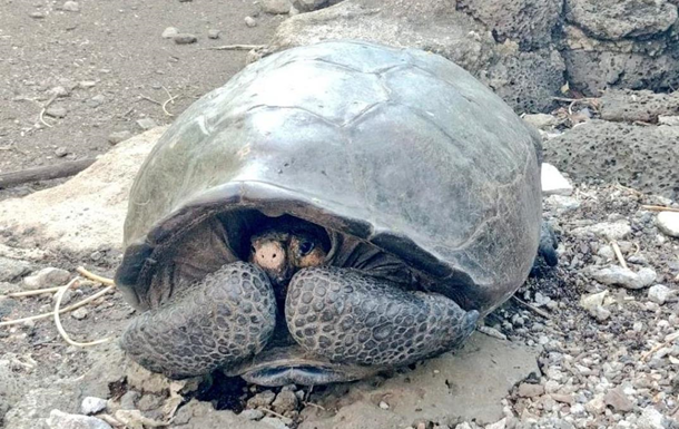 Ученые нашли черепаху вида, который считался вымершим