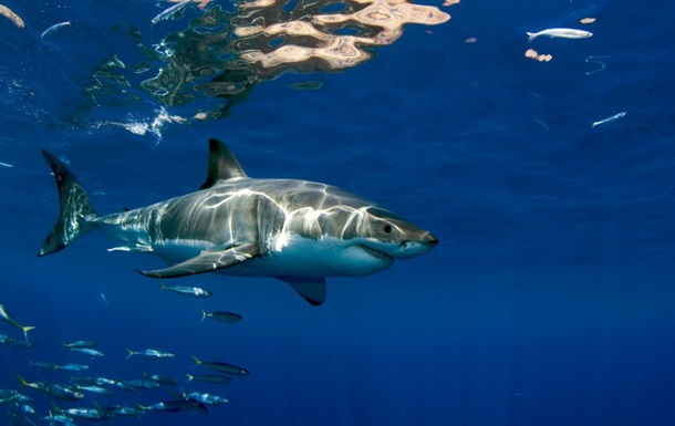 Вчені з ясували, де людей частіше атакують акули