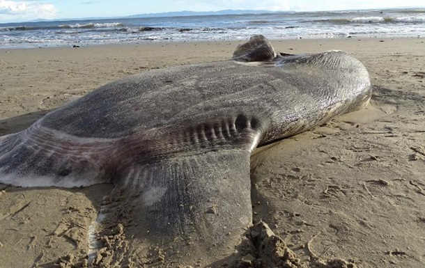 У США на пляж викинуло дивну гігантську рибу
