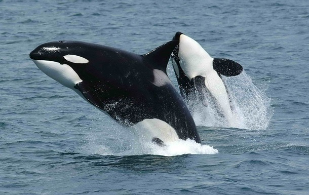 Вчені знайшли новий вид китів-убивць