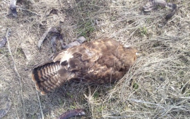 Масову загибель птахів і тварин виявили в Запорізькій області