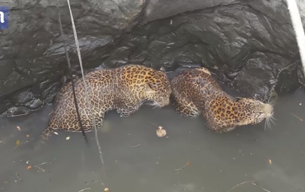 В Индии спасли упавших в колодец леопардов