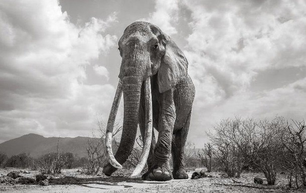  Королева слонов  умерла в Африке 