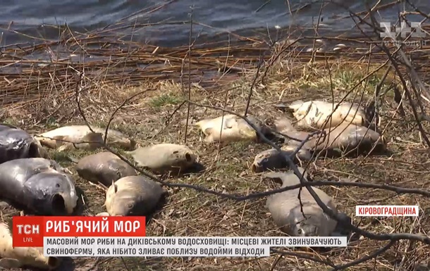 У Кіровоградській області через свиней масово гине риба - ЗМІ