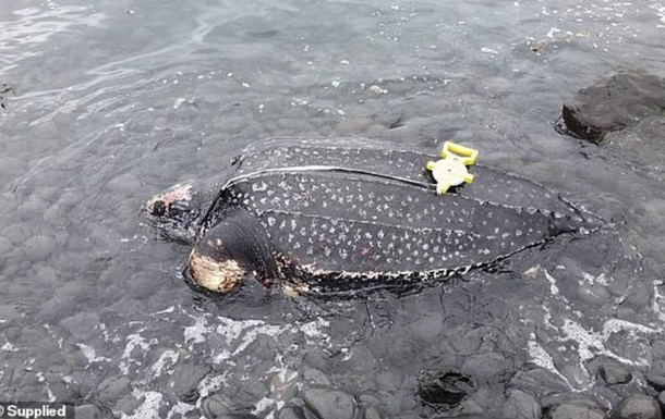 Рідкісну гігантську черепаху виявили мертвою