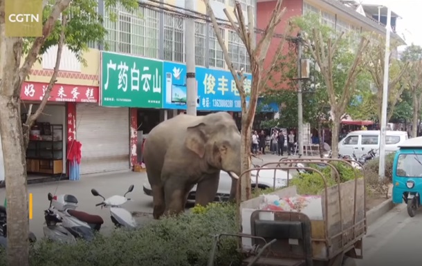 У Китаї слон влаштував переполох в селищі