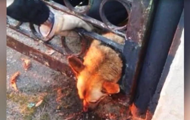 Рятувальникам довелося розпиляти залізний паркан, рятуючи собаку
