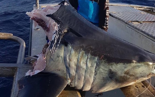Австралійський рибалка виловив гігантську голову мертвої акули