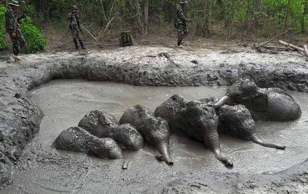 В Таиланде спасли шесть тонувших в трясине слонят