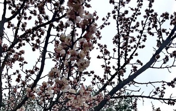 В Киеве расцвели абрикосы, а значит пришла настоящая весна (+ фото, видео)