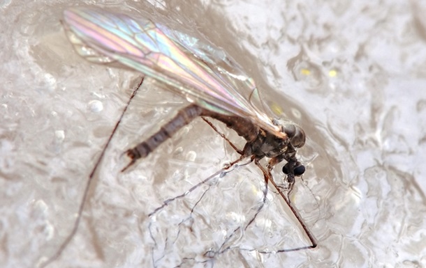 В Арктиці знайшли нові види морозостійких комарів