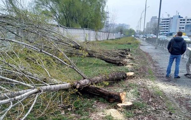 В Киеве неизвестные спилили более 50 тополей