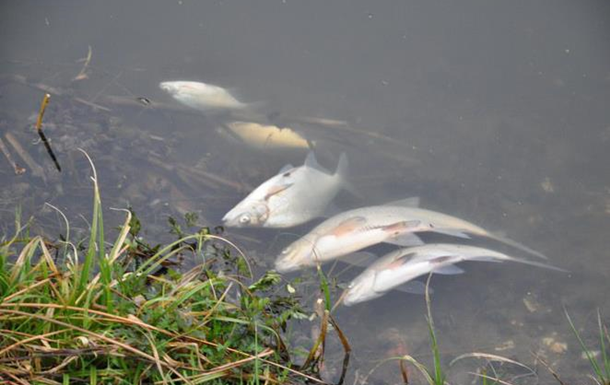 У Житомирській області масово вимерла риба