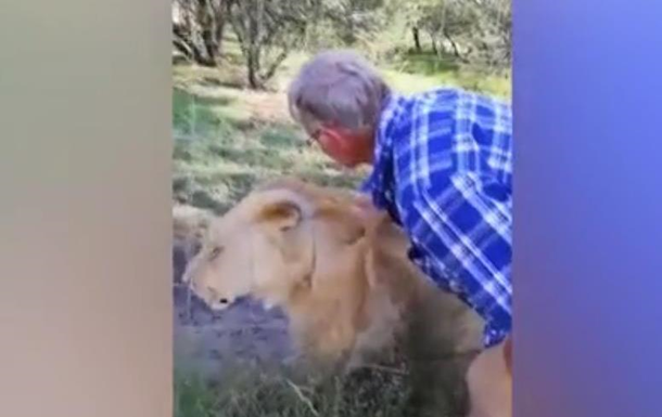 В ЮАР львица вцепилась в руку туриста на глазах у жены