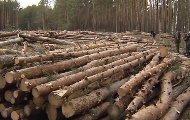 Україна майже на чверть збільшила заготівлю лісу-кругляка