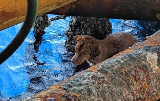 У Таїланді врятували собаку за 220 км від берега