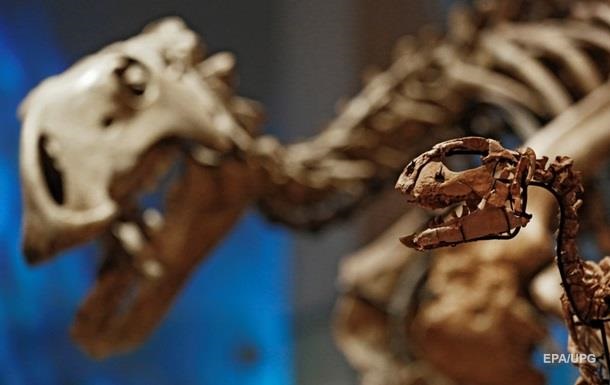 Останки дитинчати тиранозавра продали через eBay