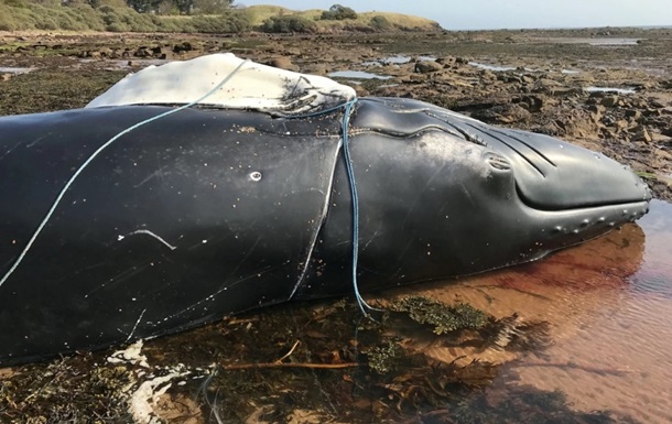 Горбатий кит потонув, заплутавшись у мотузці