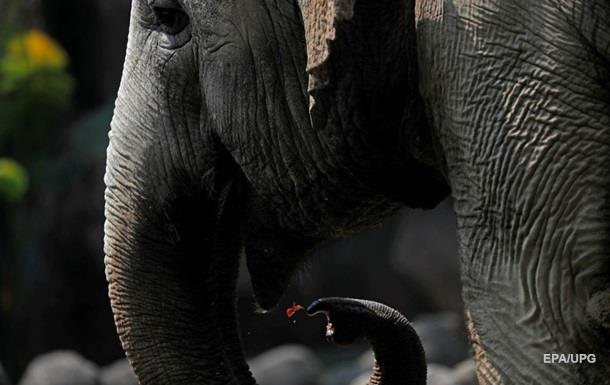Дикие слоны в Китае убили трех человек