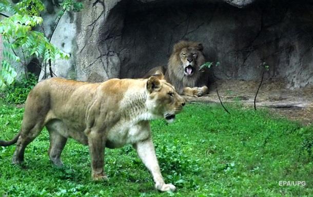 У Німеччині на співробітника сафарі-парку напали леви