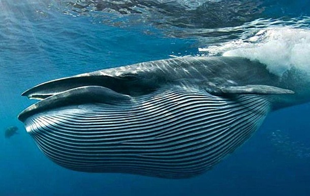 В Італії знайшли найбільший скелет синього кита за весь час досліджень