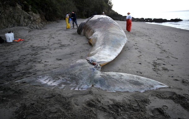 У Каліфорнії на берег вимило дев ять мертвих китів