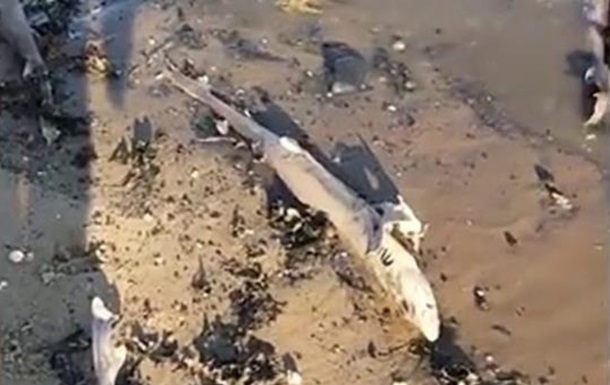 У Британії на пляж винесло сотню мертвих акул