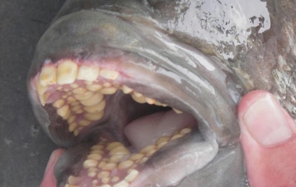 На пляже нашли мертвую рыбу с  человеческими  зубами