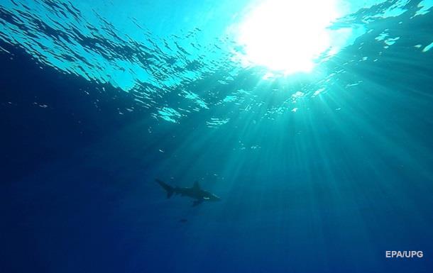 На Гаваях акула вбила відпочивальника