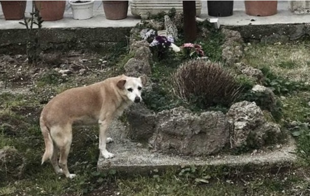 Собака, чекаючи десять років господаря, помер біля його могили