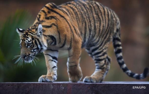 У В єтнамі тигр відірвав обидві руки працівнику зоопарку