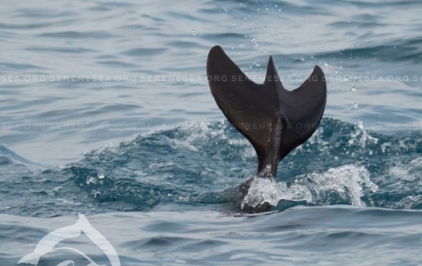 Аномального дельфіна помітили біля берегів Криму