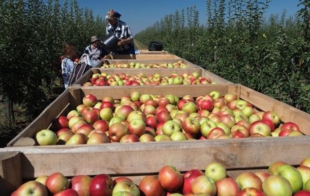 Украина резко нарастила импорт яблок