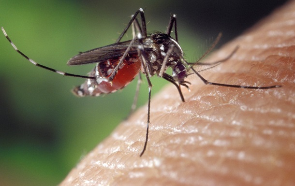 Вчені з ясували, як комарі вибирають  жертв  для укусу