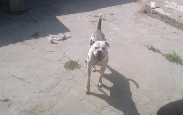 Бойцовская собака напала на пенсионерку под Киевом