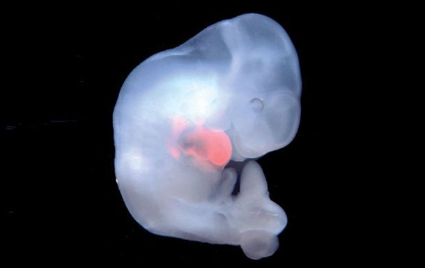 В Японії дозволили вирощувати ембріони тварин з клітинами людини
