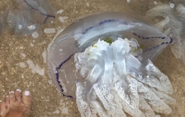 В Азовском море массово вымерли медузы