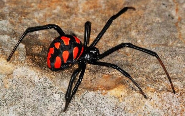 На чорноморських курортах стали знаходити небезпечних отруйних павуків